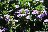 Scaevola plant