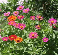 Zinnia flowers