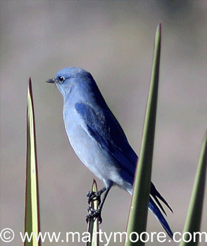 Plants that attract birds to the desert southwest garden