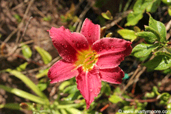 Daylily flower