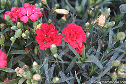 Dianthus flowers