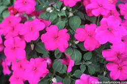 Impatiens