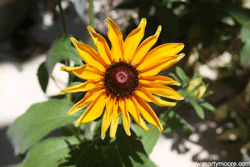 Rudbeckia flower