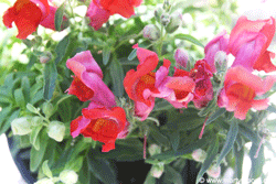 Snapdragon flowers