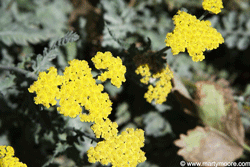 Yellow Yarrow