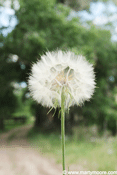 Types of Weeds in the desert southwest, New Mexico