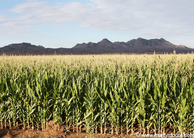 Spacing required for corn plants