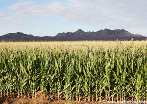 Spacing corn plants