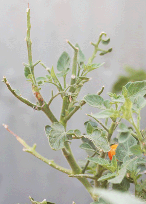 Tomato Horn Worm damage