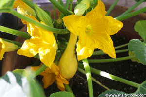 Fruit and Vegetable gardening in the desert southwest