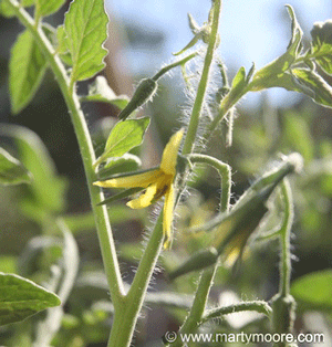 Tomato flowers