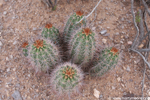 Hedgehog Cactus