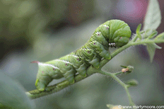 Tomato horn worm