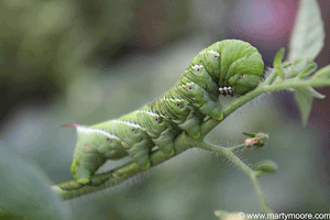 Tomato Horn Worm