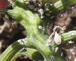 Squash bugs