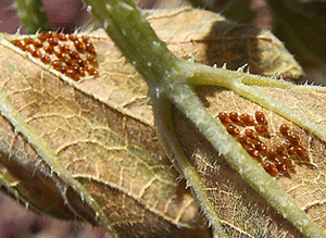 Squash Bug Eggs