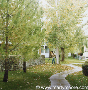 Landscaper blowing leaves