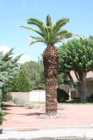 Canary Island Date Palm