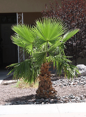 California Fan Palm