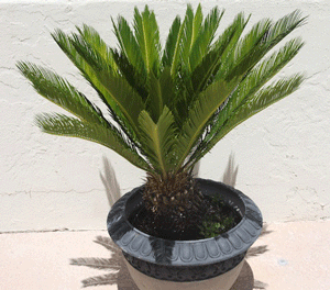 Sago Palm