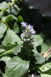 Ajuga perennial ground cover plant