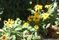 Black-eyed Susan plant