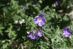 Cranesbill plant