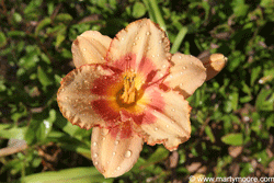 Daylily flower