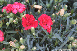 Dianthus