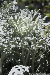 Dusty Miller plant