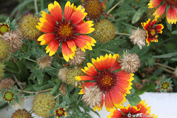 Blanket Flower plant