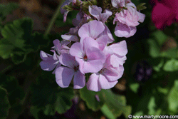 Geranium flowers