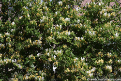 Honeysuckle vine, good ground cover vine