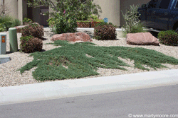 Rug Juniper ground cover