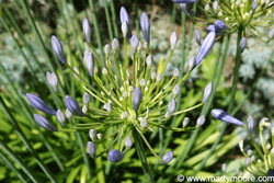 Lilly of the Nile flowers