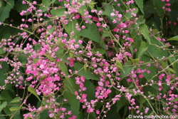 Coral Vine flowers