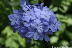 Plumbago flowers