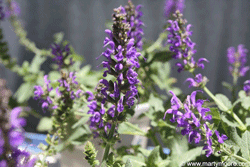 Salvia flowers