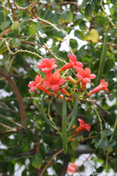 Trumpet Vine, great for fences