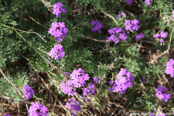 Verbina flowers