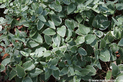 Trailing Vinca plant