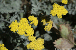 Yarrow flowers