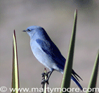 Bird Gardens - Plants that attract birds to a garden