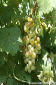 Fruits, Berries & Nuts that grow in the desert southwest