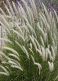 Ornamental Grasses in the desert garden