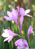 Southwest desert Bulbs in the garden