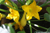 Vegetable gardening in the desert southwest, New Mexico