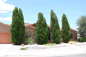 Columnar variety of Arborvitae trees