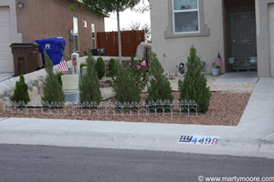 Planting Arborvitae trees too close together