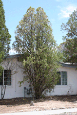 Old Arborvitae tree